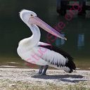 pelican (Oops! image not found)